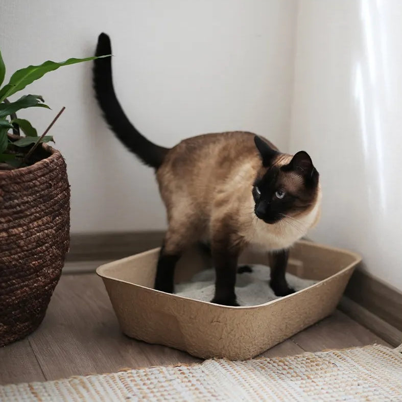 Eco Arenero Desechable Hey! para Gatos